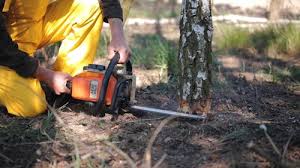 How Our Tree Care Process Works  in  White Oak, TX