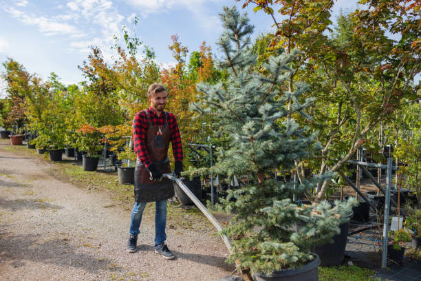 Professional Tree Care  in White Oak, TX